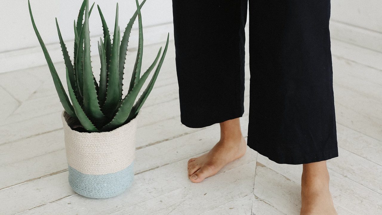 jardinería esquejes de aloe vera