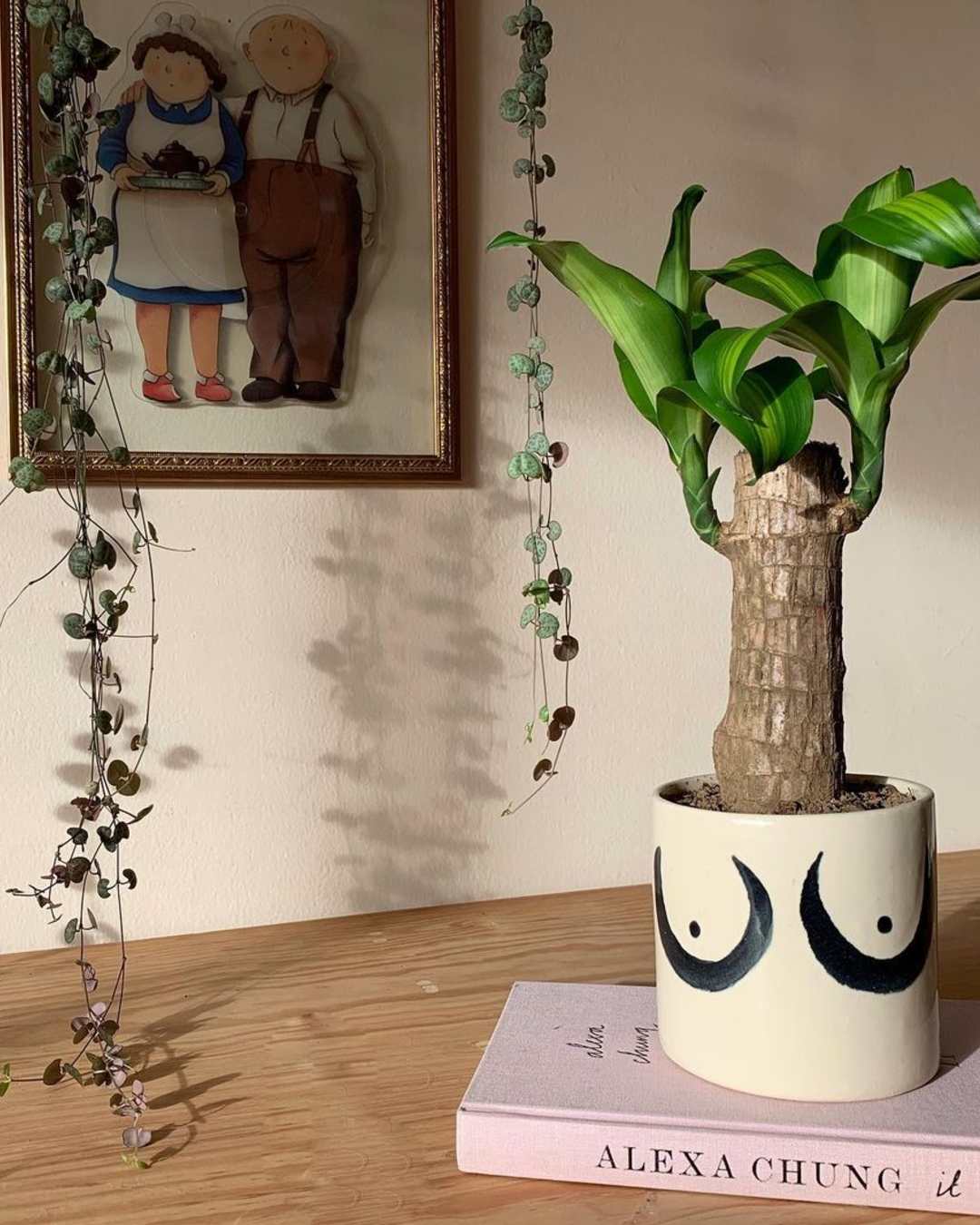 como revivir un palo de brasil consejos jardinería