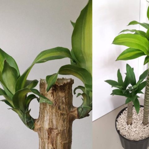 como revivir un palo de brasil tips para que luzca bello