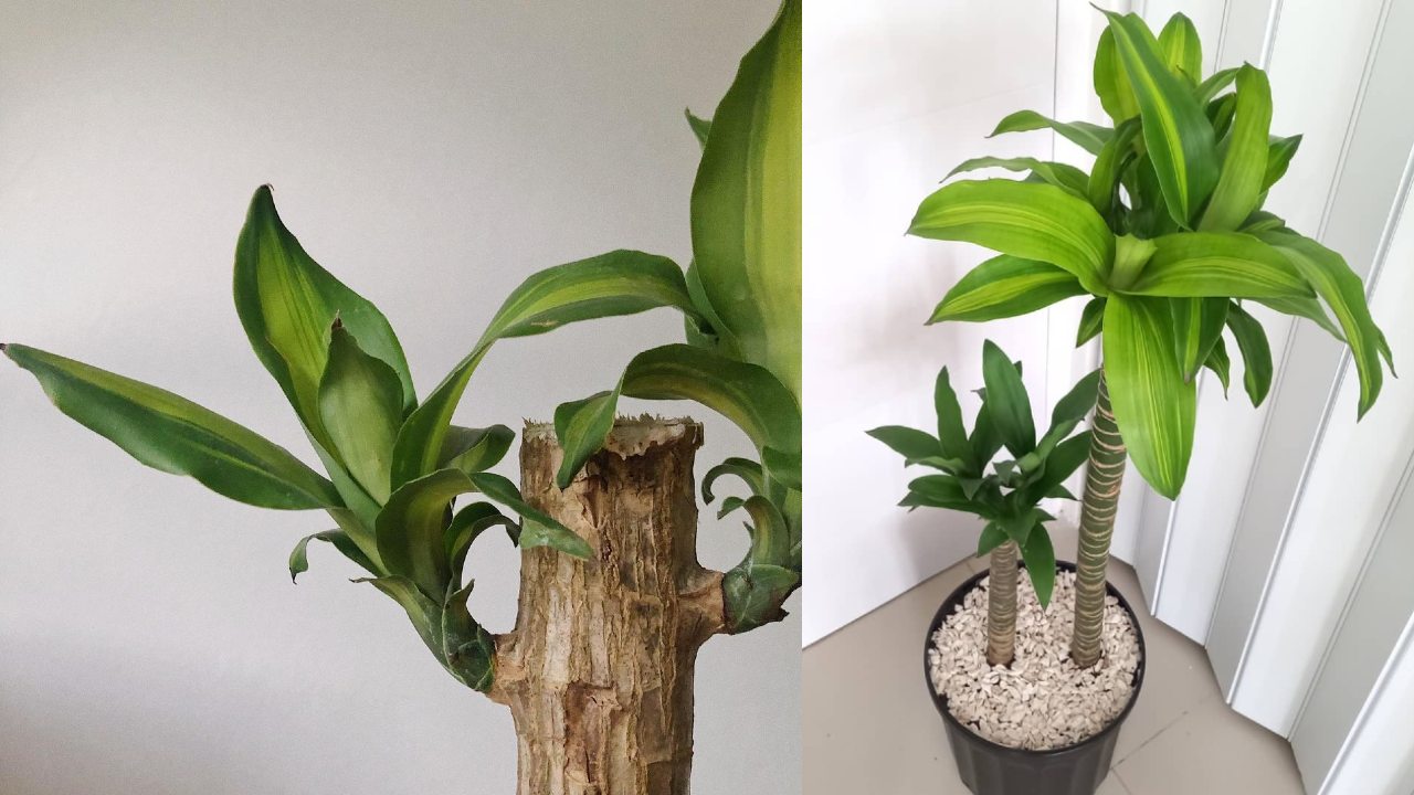 como revivir un palo de brasil tips para que luzca bello