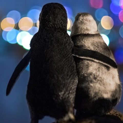 historia de pinguinos viudos en australia abrazándose