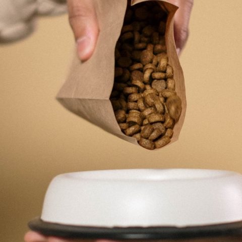 croquetas para perro mejor opción