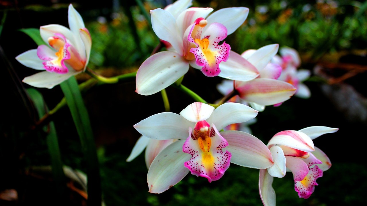 que plantas atraen amor orquideas