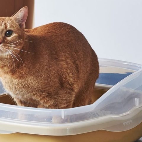 heces de gatos provocan cáncer de cerebro