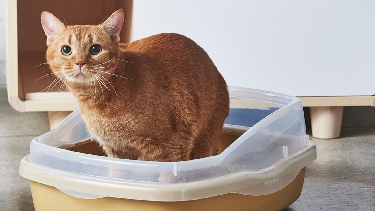 heces de gatos provocan cáncer de cerebro