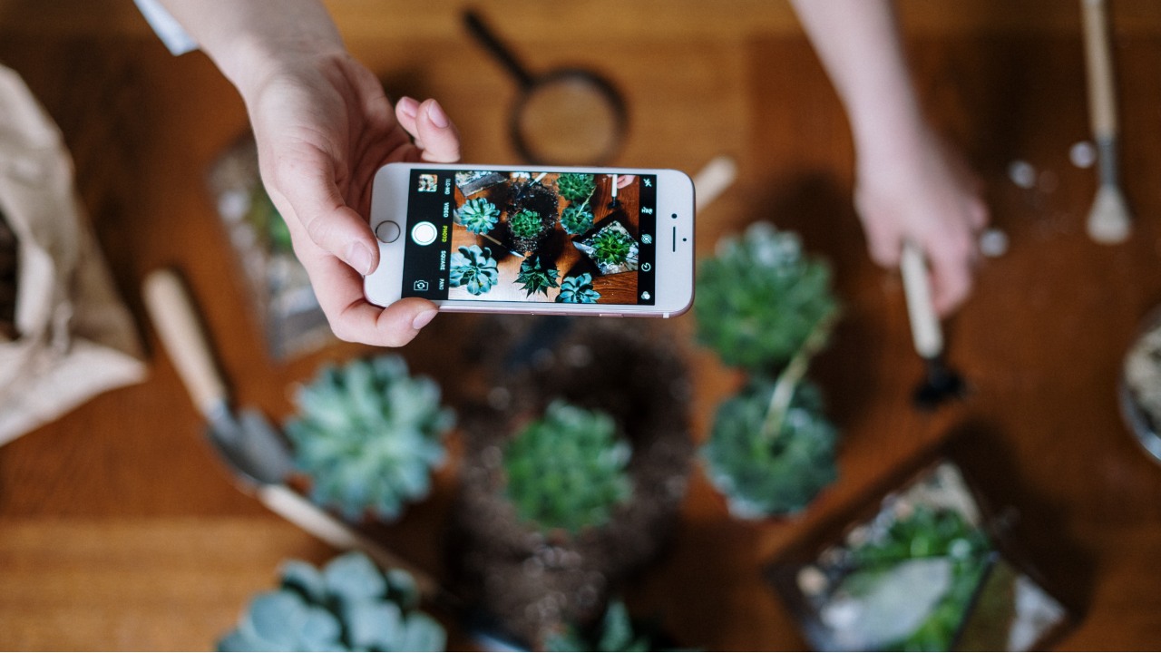 suculentas son plantas de interior