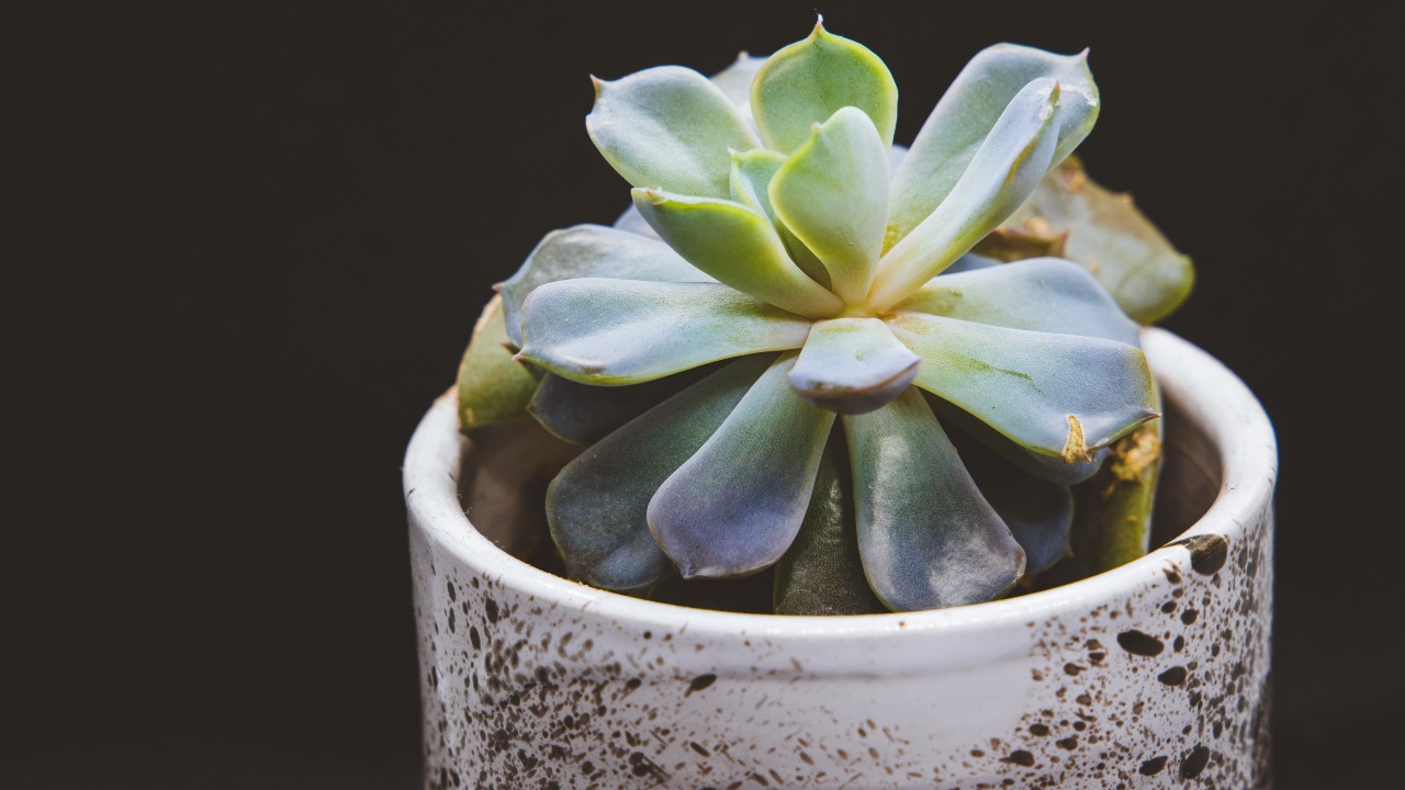 suculentas son plantas de sol