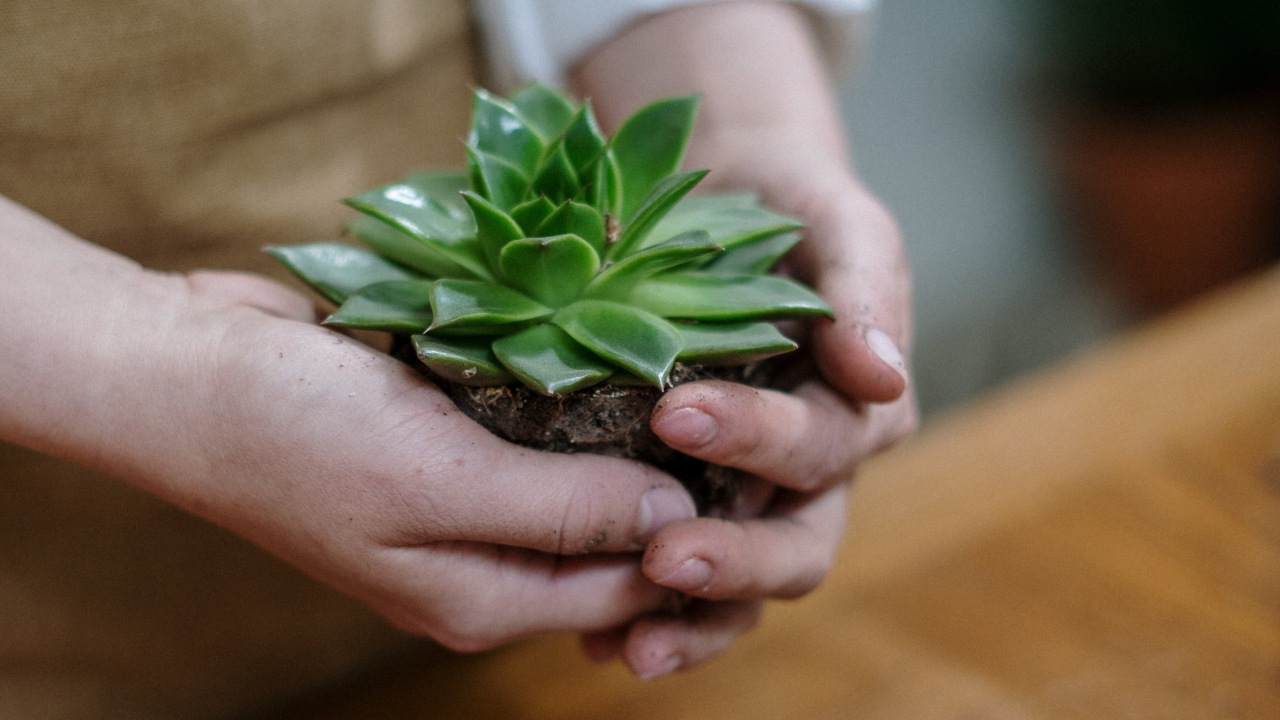 tipos de plantas suculentas