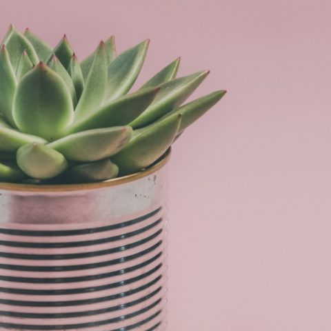 errores que cometes al cuidar plantas suculentas