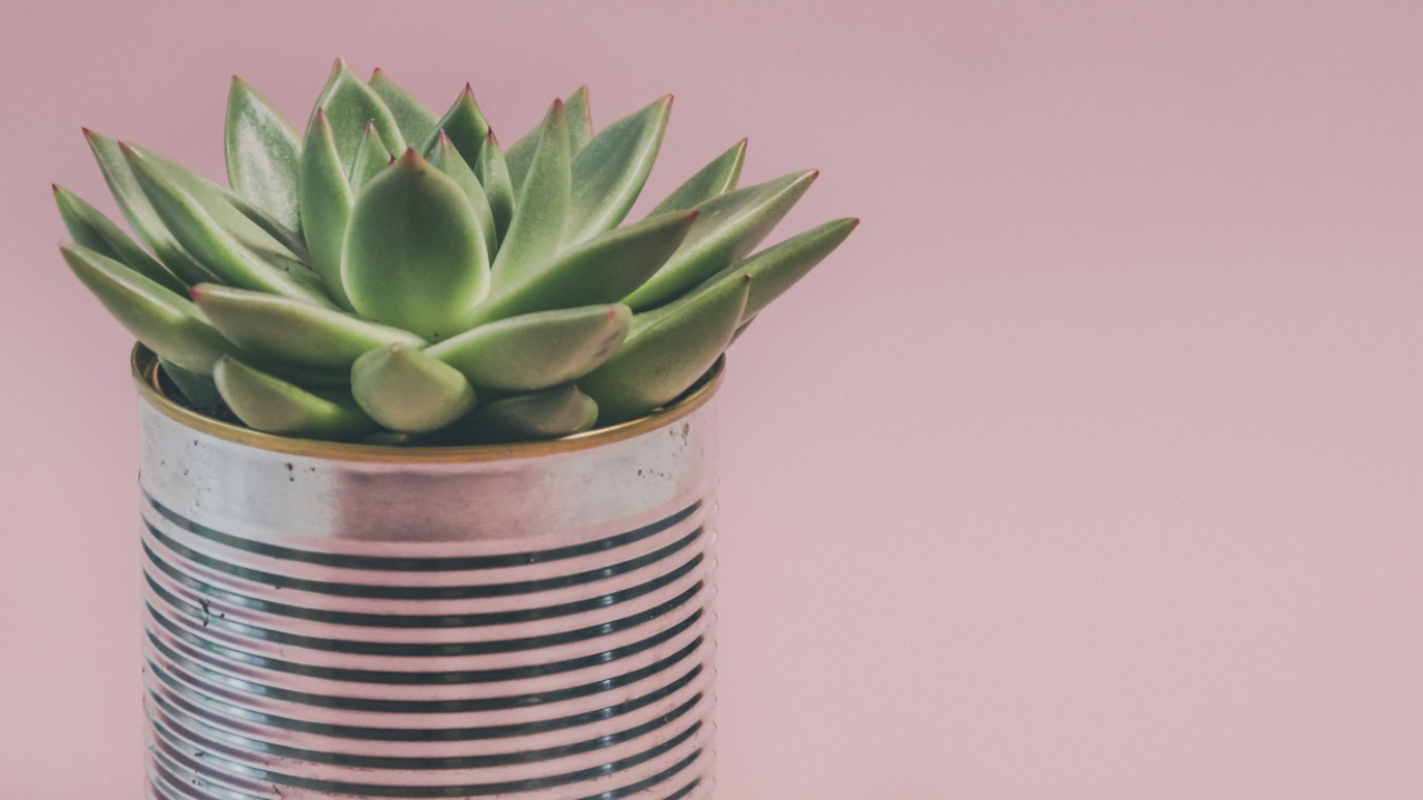 errores que cometes al cuidar plantas suculentas