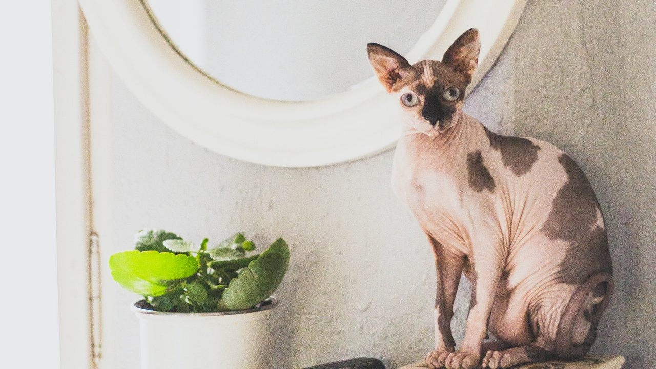 gato esfinge de donde es