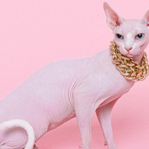 gato egipcio datos importantes cuidados en casa