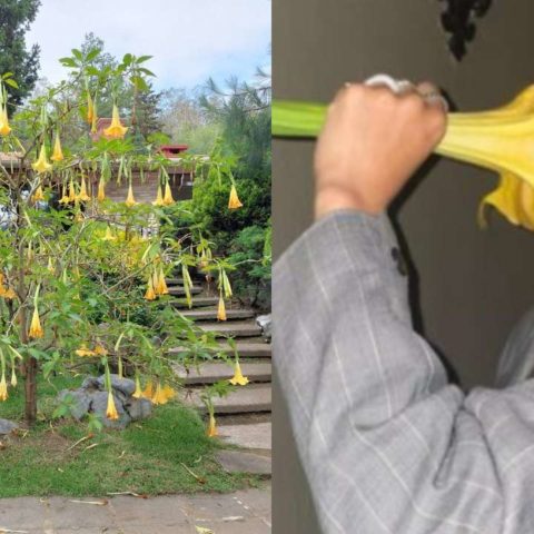 peligrosa flor es venenosa por que