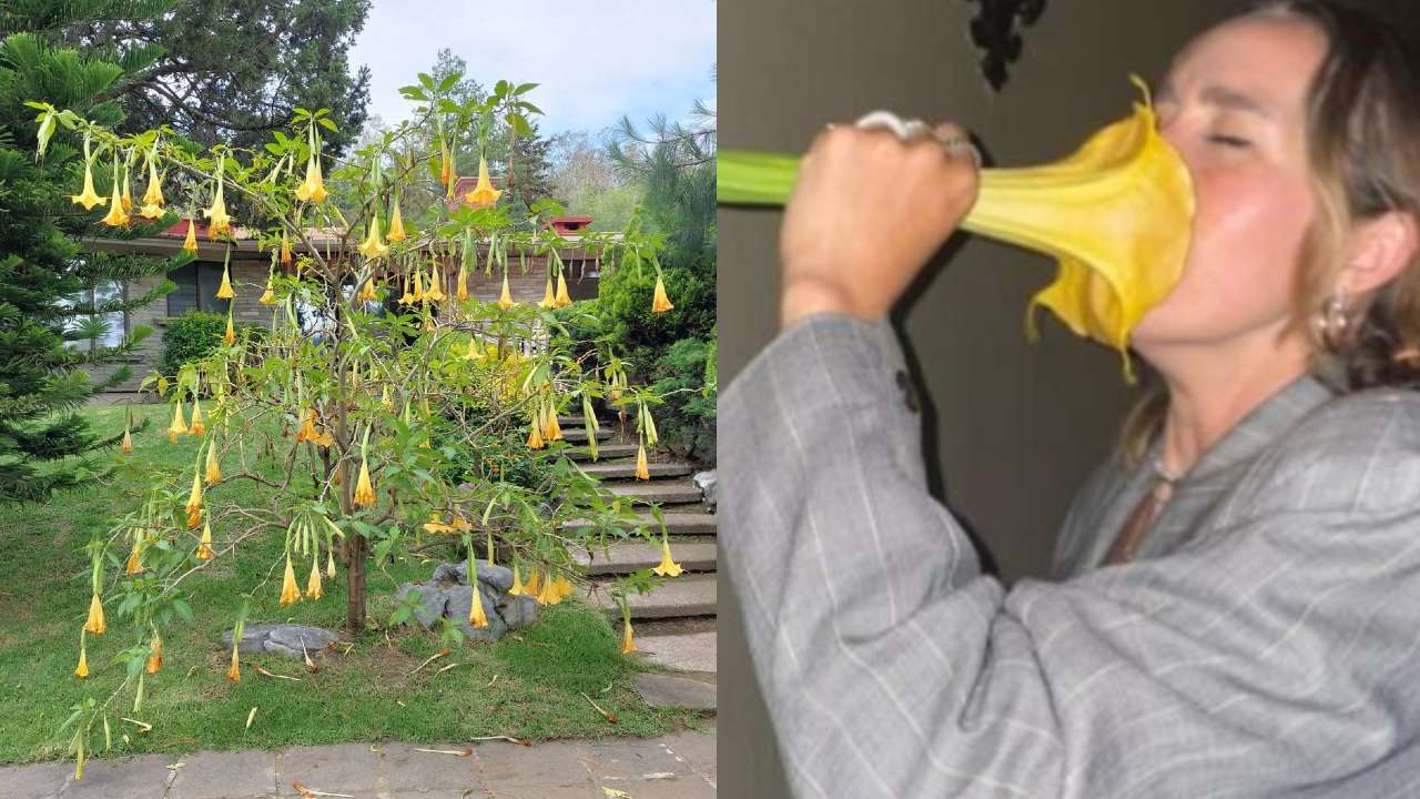 peligrosa flor es venenosa por que