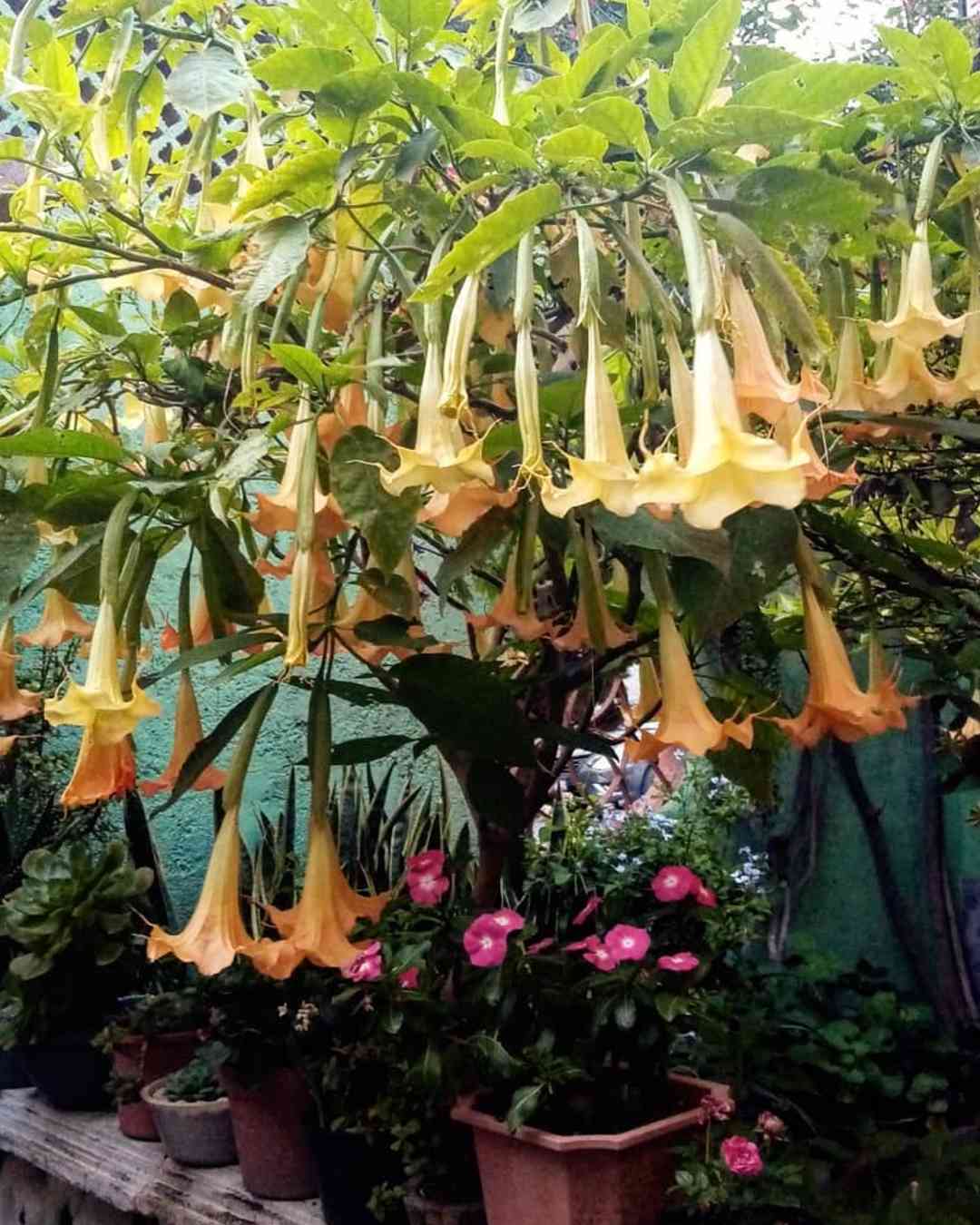 peligrosa flor es venenosa por que estudios