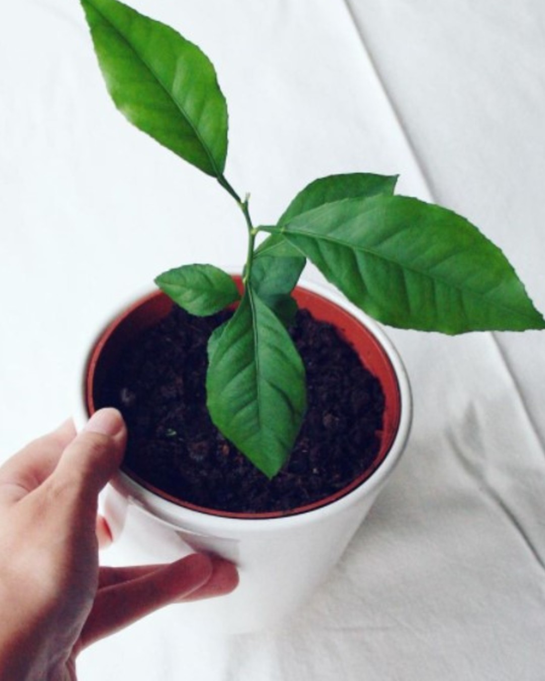 limón para mal olor baño