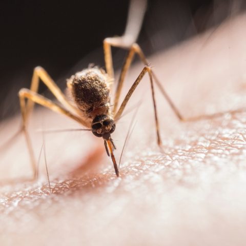 alimentos para evitar picaduras de mosquitos