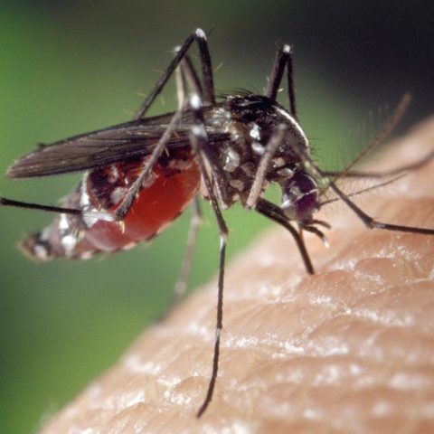 alimentos que repelen naturalmente a mosquitos