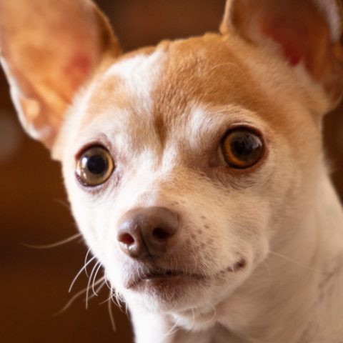 nombres para perritas chihuahua