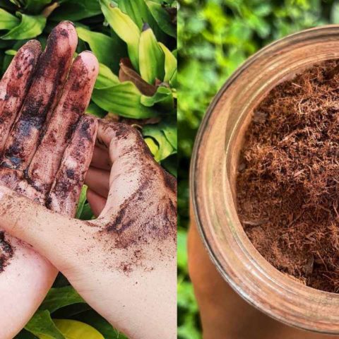 Para que sirve el tepezcohuite