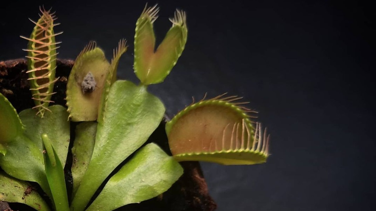 qué come una planta carnívora