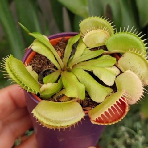 cómo puedes cuidar de tu planta carnívora que come insectos