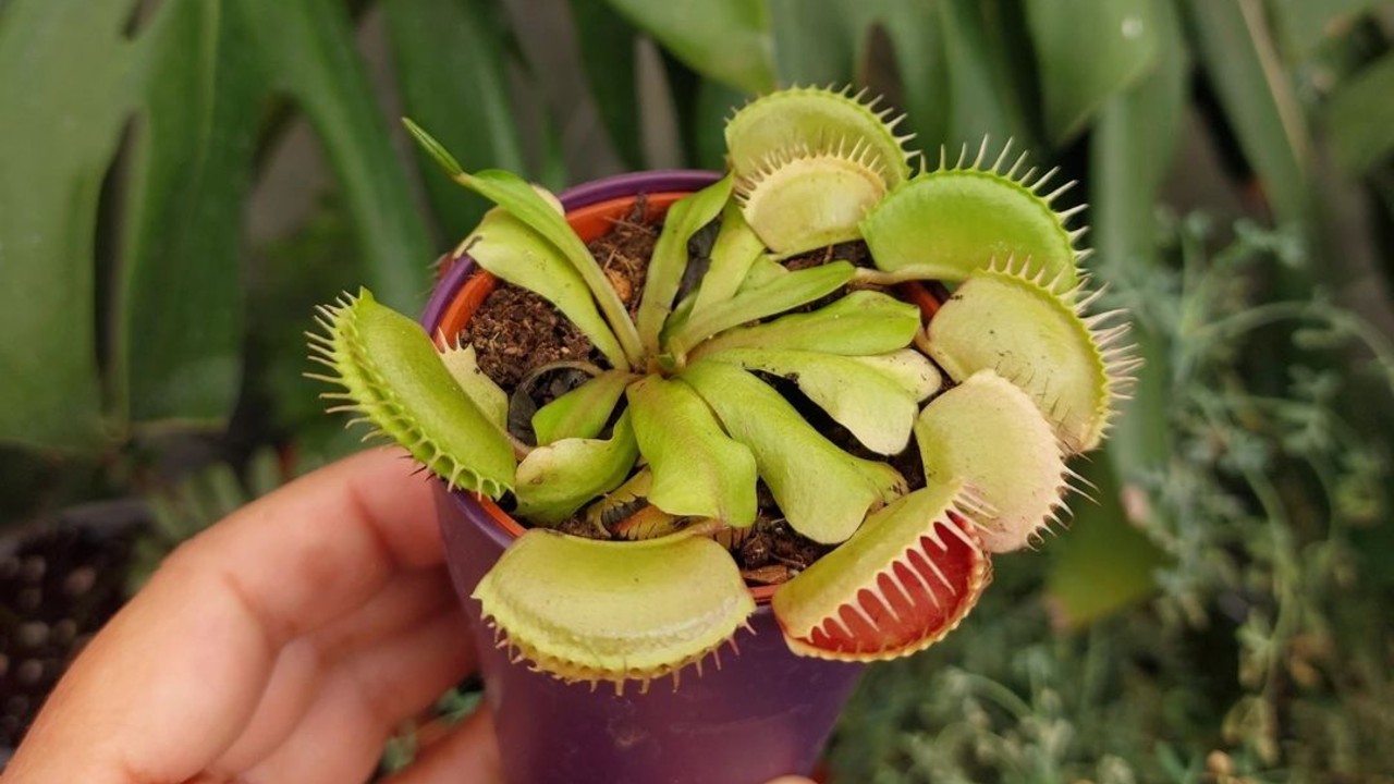 cómo puedes cuidar de tu planta carnívora que come insectos