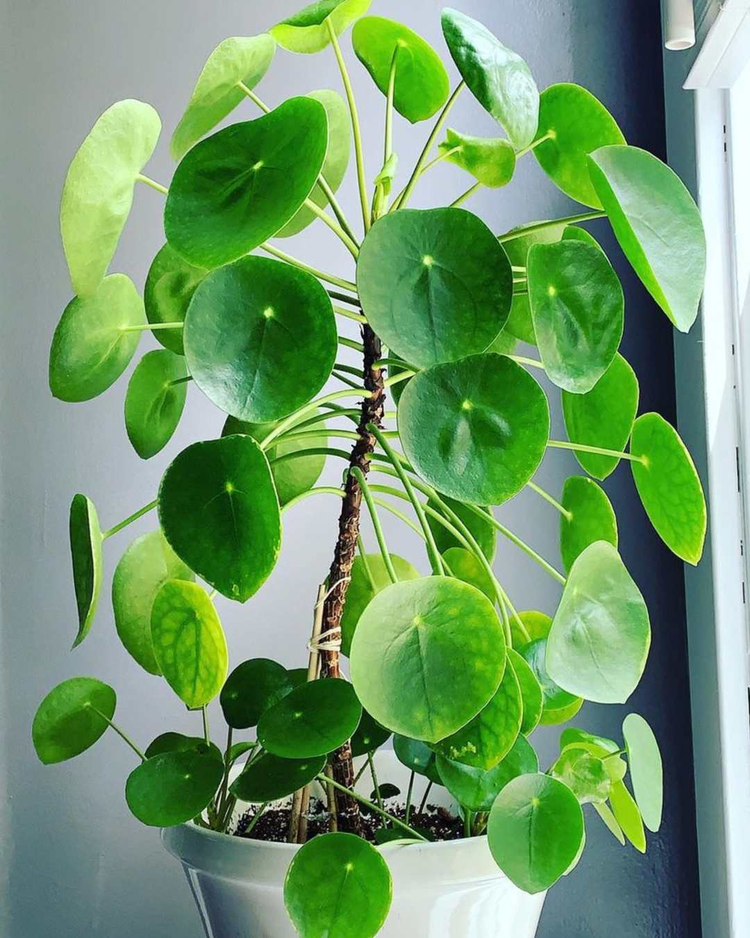 planta china del dinero como cuidarla