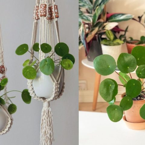 como cuidar planta china del dinero