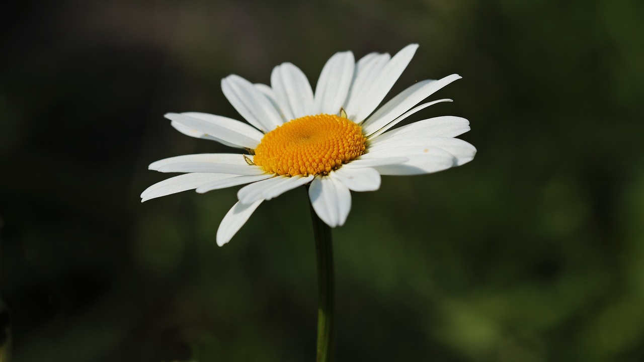 tipos de plantas para terraza