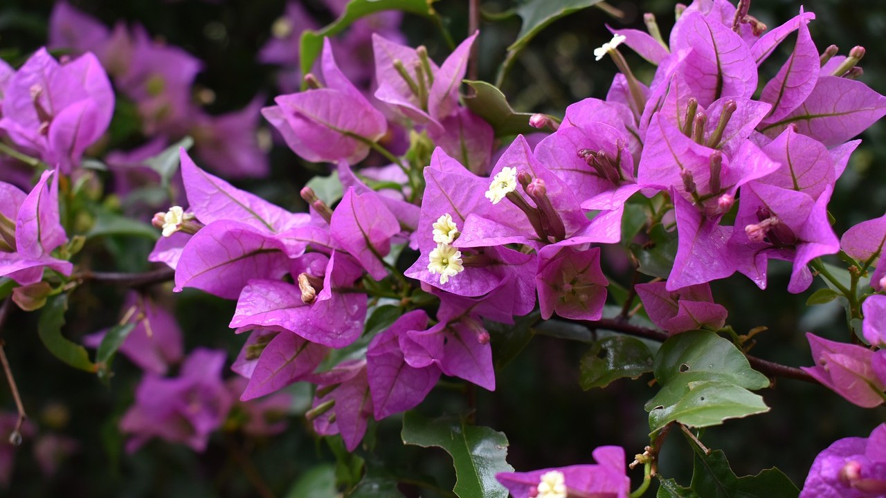 tips de jardineria para azotea