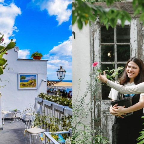 plantas de sol para azotea