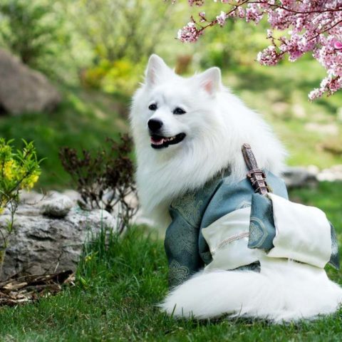 cómo ahuyentar pulgas con plantas