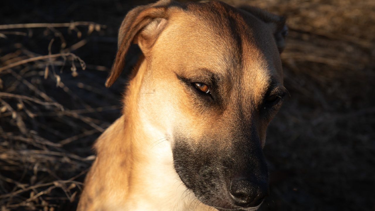 plantas que ahuyentan gaaarrapataass