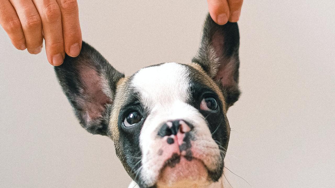 plantas que ahuyentaan a las pulgas