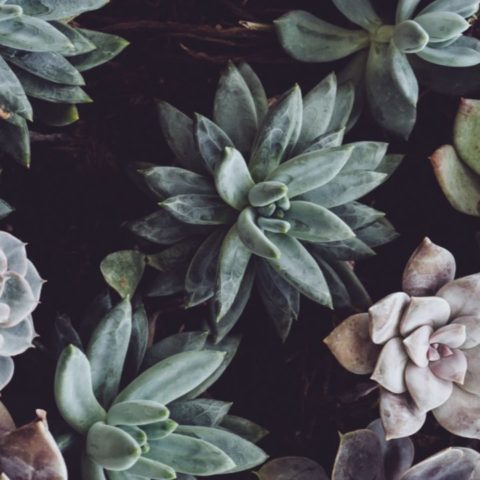 cómo se llama la capa blanca de las plantas suculentas