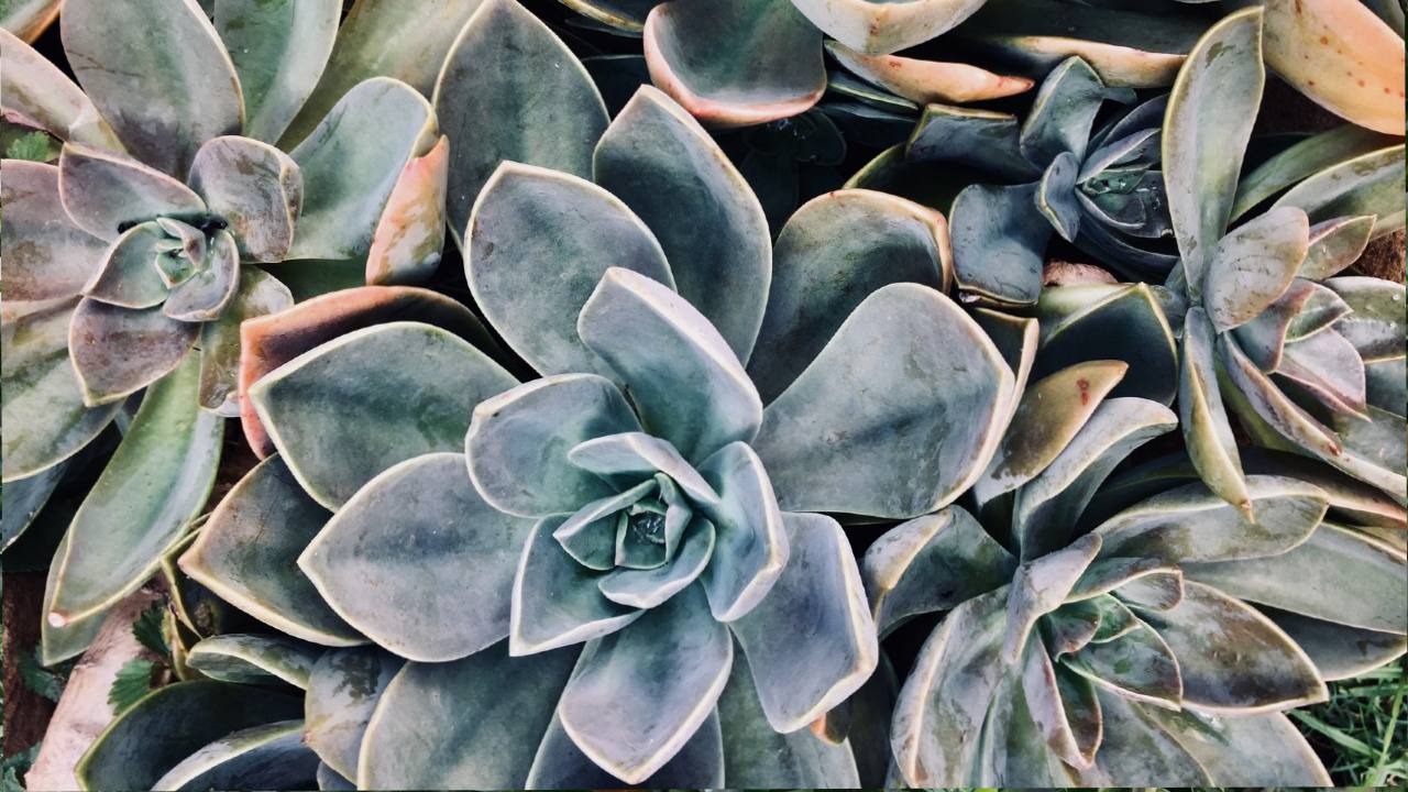 plantas de interior con pruina