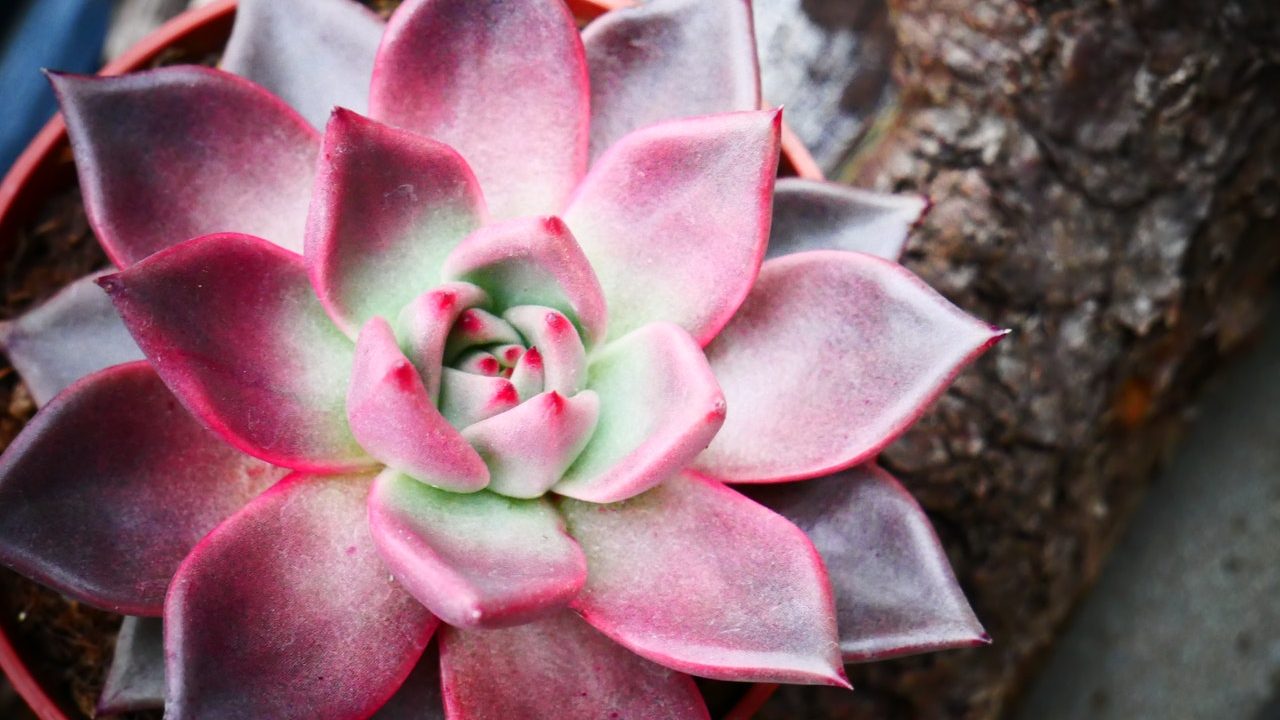 qué es la capa blanca de las suculentas