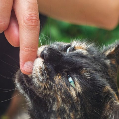 Que significa sonar que un gato te muerde