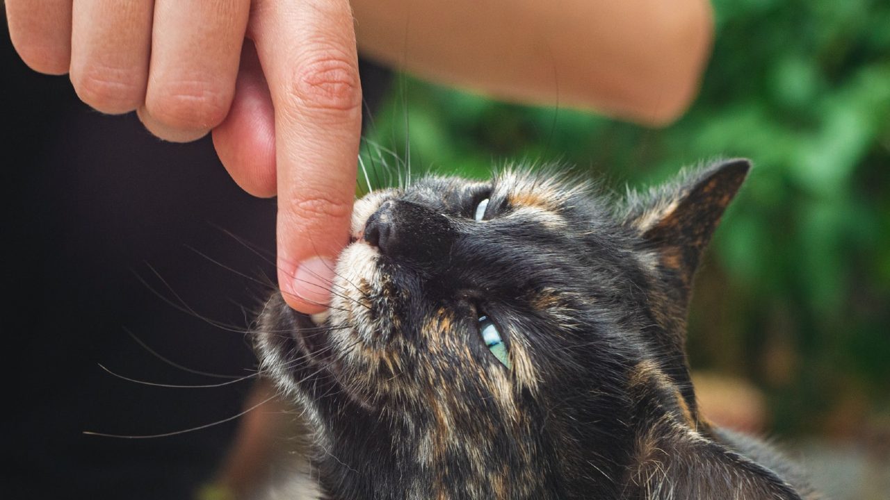 Que significa sonar que un gato te muerde