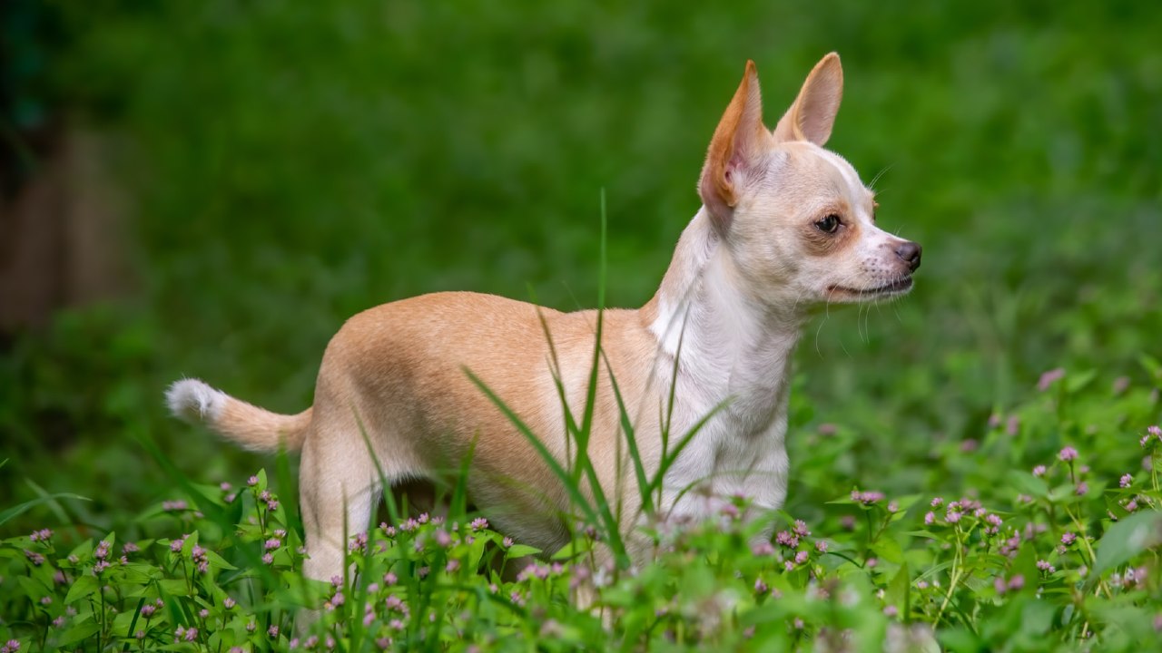mascotas razas mexicanas de perros