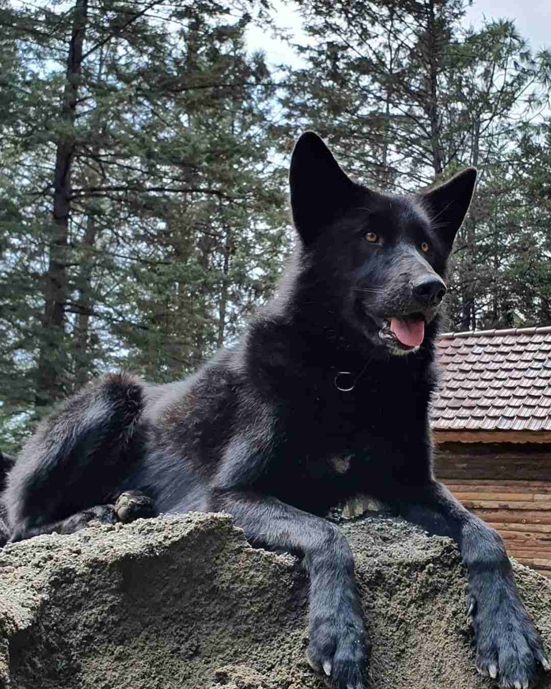 perritos mexicanos como reconocerlos