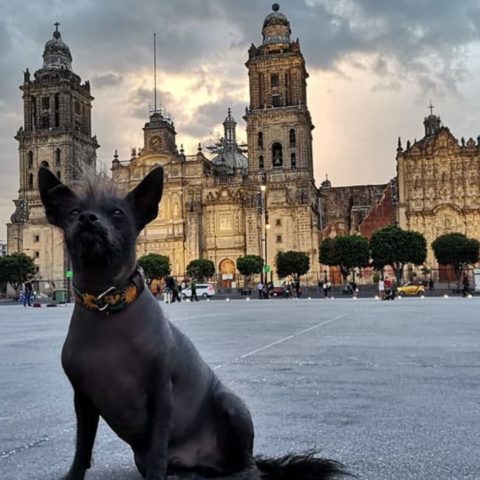 razas de perros mexicanos puedo tener en un departamento