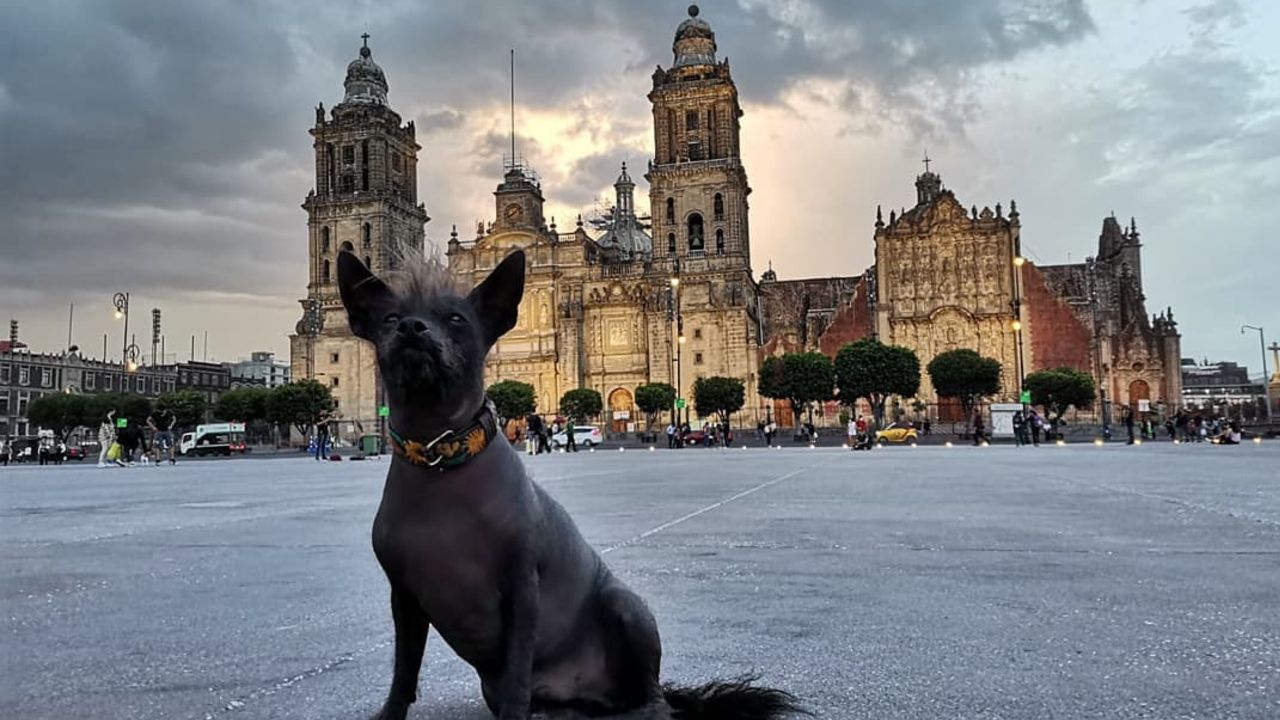razas de perros mexicanos puedo tener en un departamento