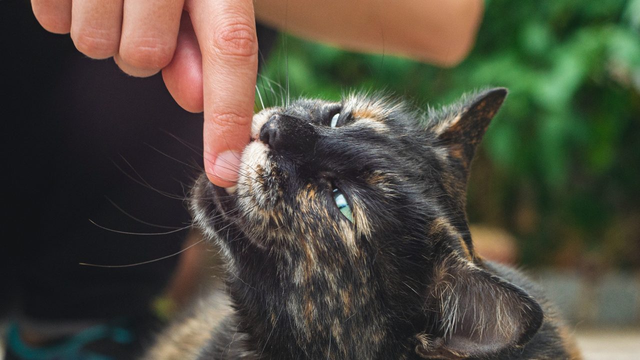 Razones por las que tu gato te muerde veterinario
