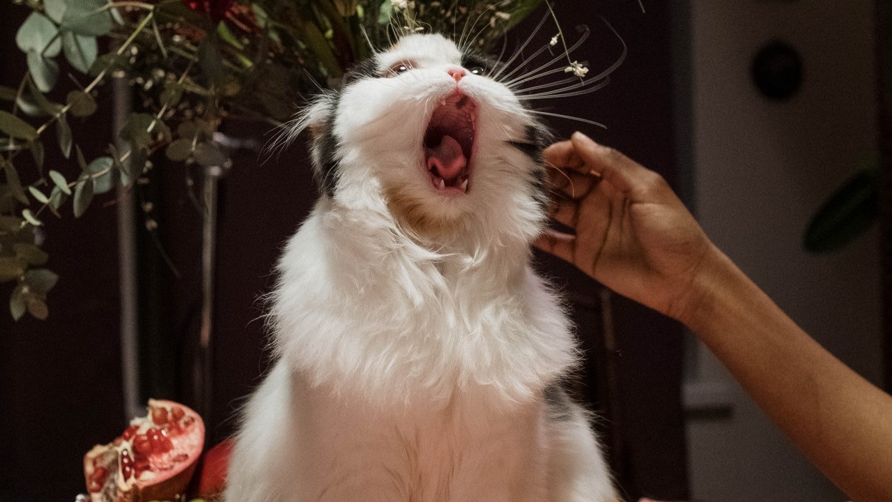 Razones por las que tu gato te muerde expertos mascotas