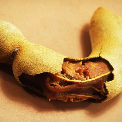 bioplástico con semillas de tamarindo investigadoras de la unam