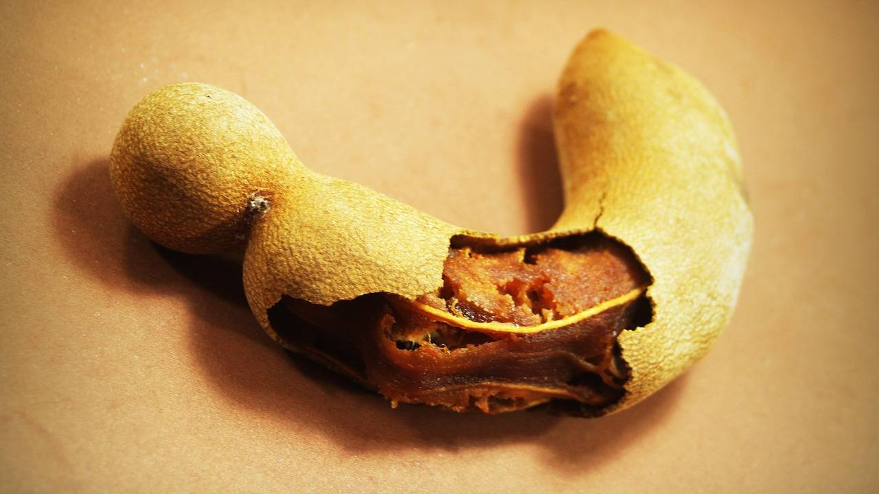 bioplástico con semillas de tamarindo investigadoras de la unam