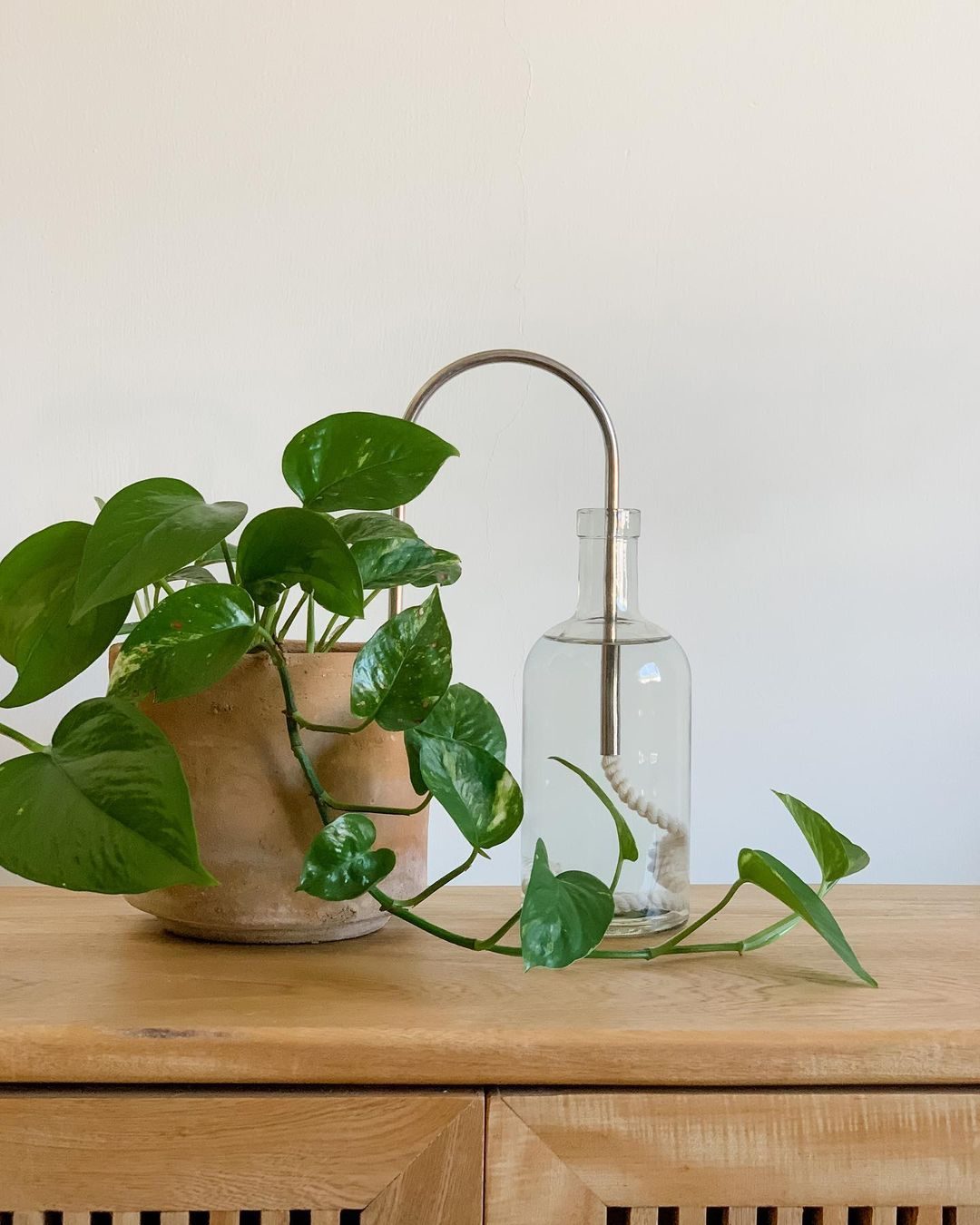 como regar plantas si te vas de vacaciones técnica