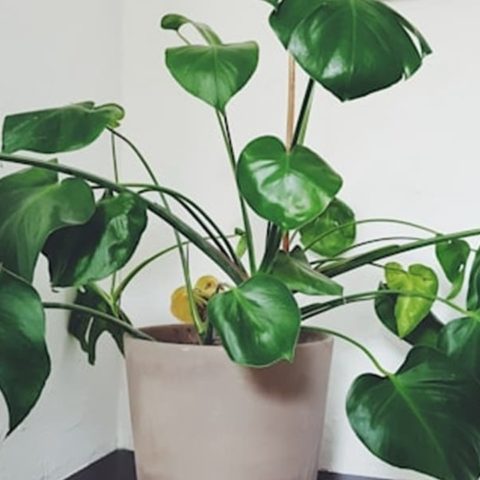 como regar plantas si te vas de vacaciones